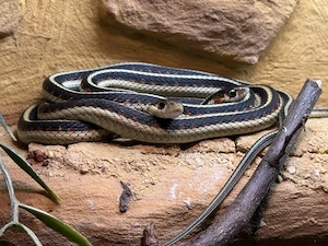 Thamnophis sirtalis fitchi CB 2025