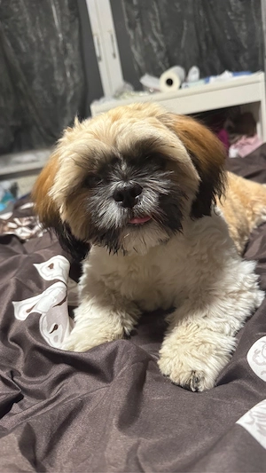 Shih Tzu reinrassig