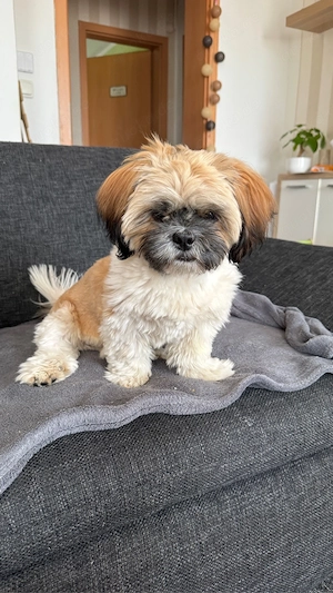 Shih Tzu reinrassig