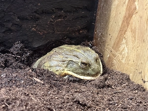 Pyxicephalus adspersus CB 25