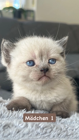 BKH Kitten Chocolate Point