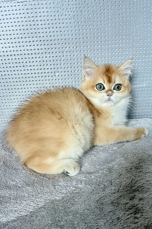 Elegante Britisch Langhaar-Katze (weiblich, 3 Monate alt)   freundlich und familienfreundlich