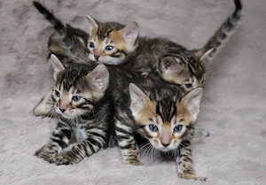 Reinrassige Bengal Kitten mit Stammbaum aus liebevoller Zucht