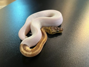 Königspython AlbinoPied, Piebald, Lemonblast pied 