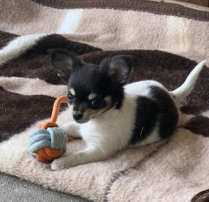 Chihuahua Welpe Schwarz Weiß