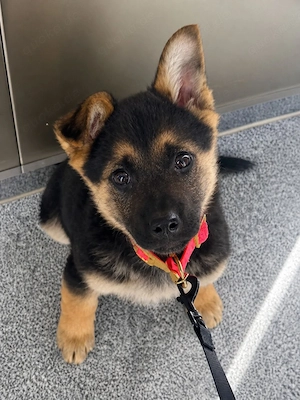 Liebevoller Schäferhund-Mix sucht passendes Zuhause