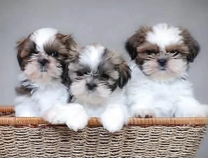 Malteser Shih Tzu
