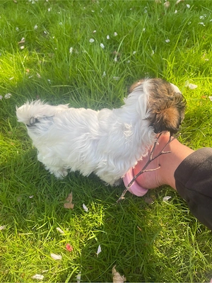 Malteser Shih tzu 