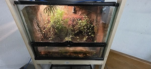 Dentrobates tinctorius nominat inkl.Terrarium Bild 5