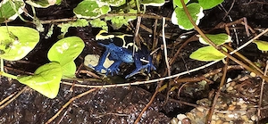 Dentrobates tinctorius nominat inkl.Terrarium Bild 2
