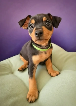 Zwergpinscher Welpe 