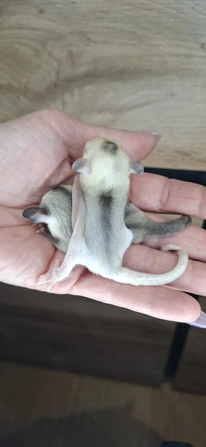 Sugar glider Weibchen und Männchen