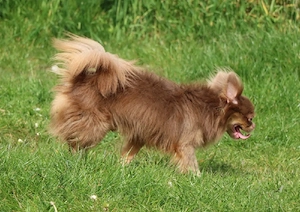 bildschöner Chihuahua DECKRÜDE Bild 3
