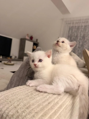bkh kitten zum verkaufen 