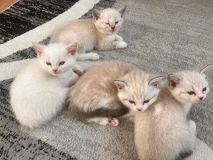 BKH Kitten zu verkaufen 