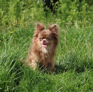 bildschöner Chihuahua DECKRÜDE