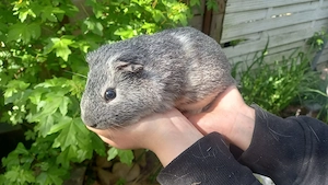 Silber- agouti Bock