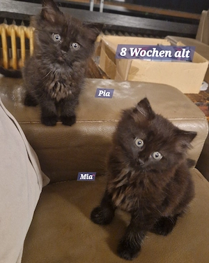 2 kleine MaineCoon Mix Weibchen suchen ein neues zuhause