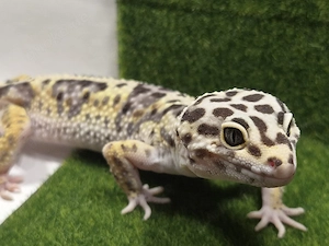 Leopardgecko 1.0 Ms Bold Jungle