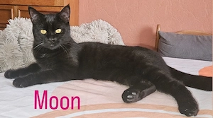 Main Coon Mix Katzen 