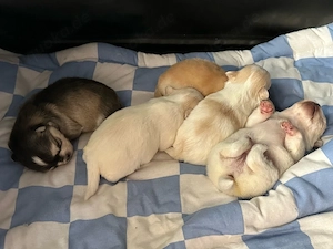 Pomchi Welpen 