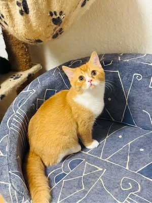 bkh kitten junge rot