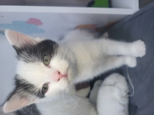 Europäische kurzhaarkatze