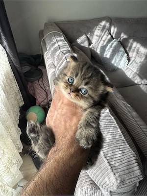 bkh kitten Mädchen 
