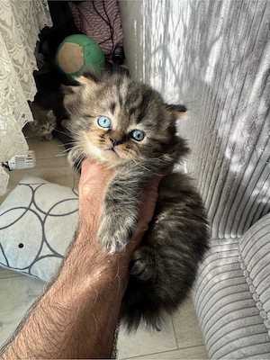 bkh kitten tabby Mädchen 