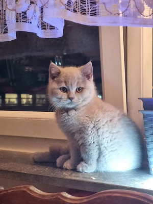 BKH süß Kitten 