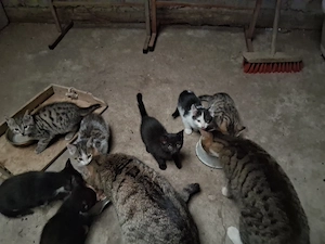 Süße freche Katzen 