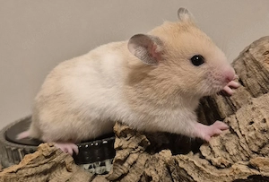 Goldhamster & Teddyhamster abzugeben. 