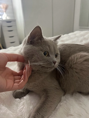 BKH sucht ein neues zuhause