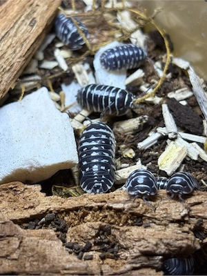 Verkaufe Armadilidium maculatum
