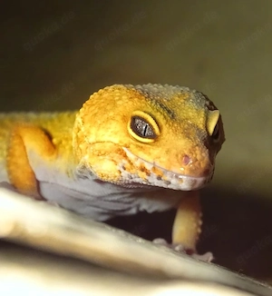 leopardgecko 