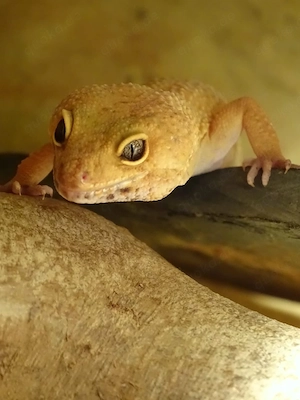 terrarium mit volle austattung und leopardgeckos