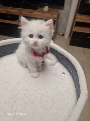 2 süße Kitten suchen ein neues Zuhause. 