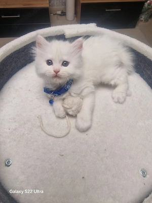 2 süße Kitten suchen ein neues Zuhause. 