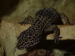 leopardgecko
