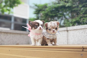 Mini Chihuahua Welpen