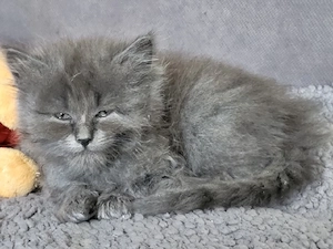 2 süße Kitten suchen ein liebevolles Zuhause. 