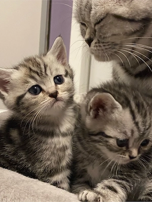 Reinrassige BKH kitten in Tabby