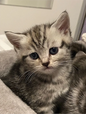 Reinrassige BKH kitten in Tabby