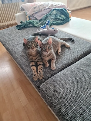      Zwei liebevolle Kater suchen gemeinsam ein Zuhause   