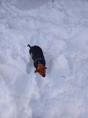 Chihuahua 