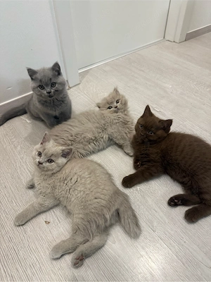 Süße BKH Kitten