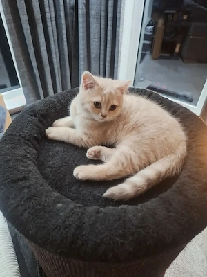 Letzter BKH Kitten weiblich in seltener Farbe Creme Tabby 