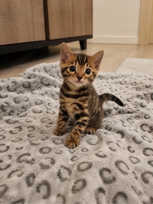 Reinrassige Bengalkitten Bild 2