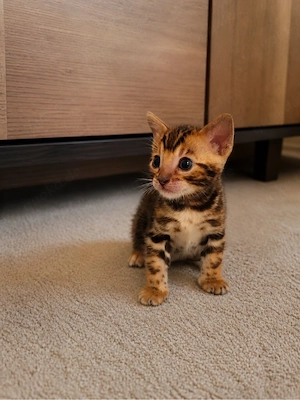 Reinrassige Bengalkitten Bild 3