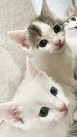 Sechs verschmuste Angora-Mix-Kitten suchen ein neues Zuhause